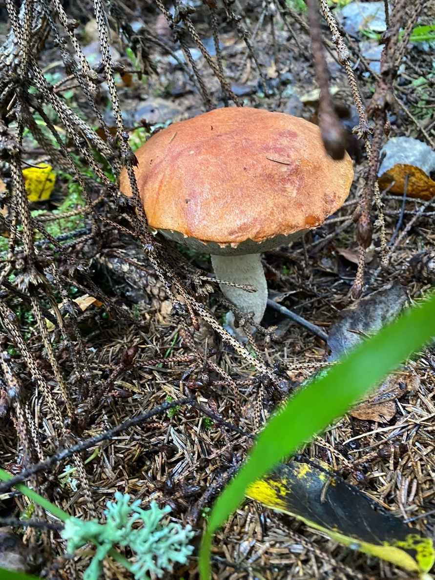 Белорусские грибники объявили Дни подосиновика. Где берут вёдрами, а где только трудовые на сушку?