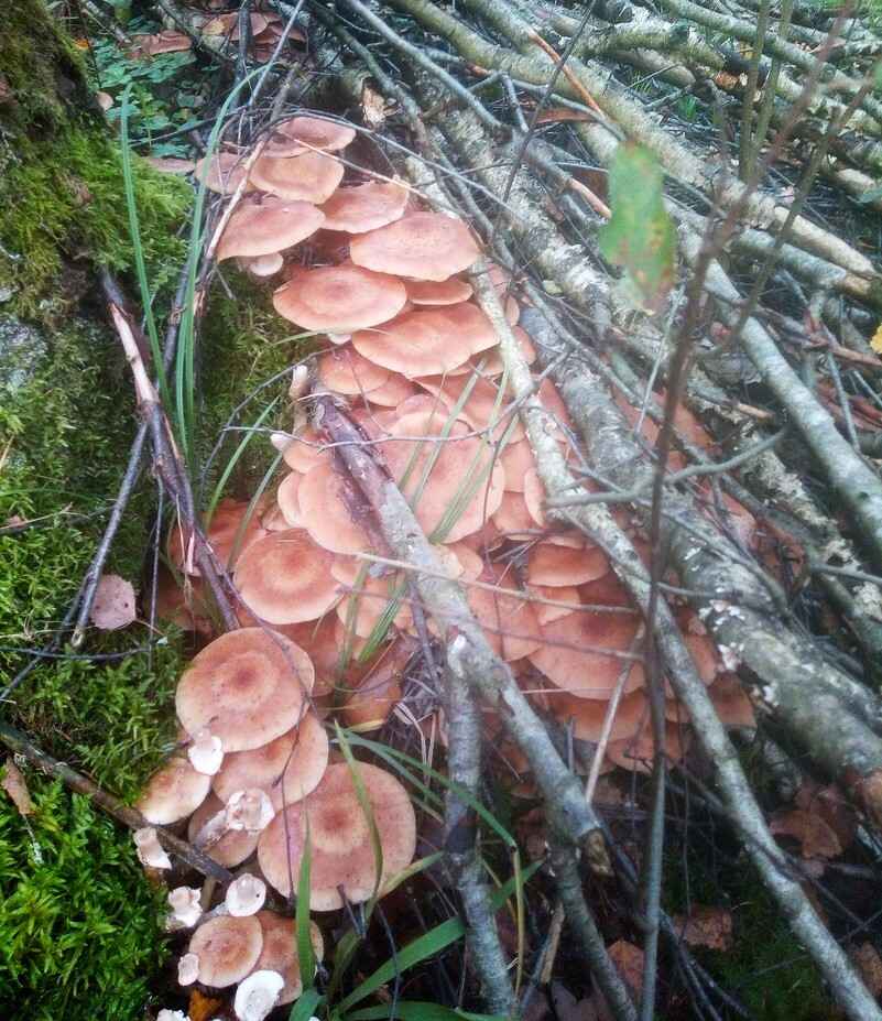 Растут как на дрожжах — Белорусы ринулись в лес за грибами. Какой из районов в этом году отжигает?