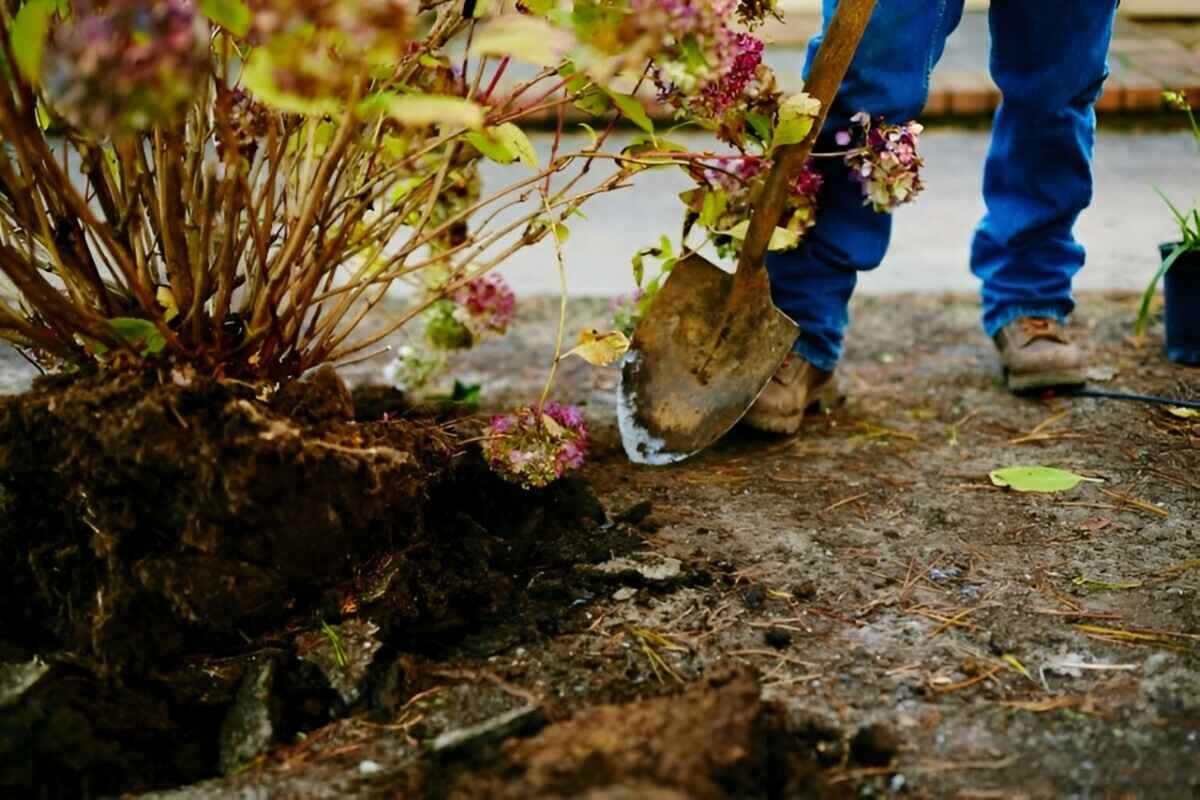 Как пересадить гортензию в сентябре? Вот на каком месте куст начнёт цвести обильнее