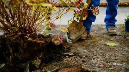 Как пересадить гортензию в сентябре? Вот на каком месте куст начнёт цвести обильнее