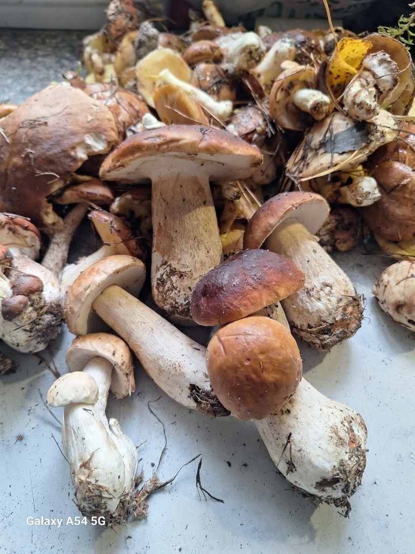 Растут как на дрожжах — Белорусы ринулись в лес за грибами. Какой из районов в этом году отжигает?