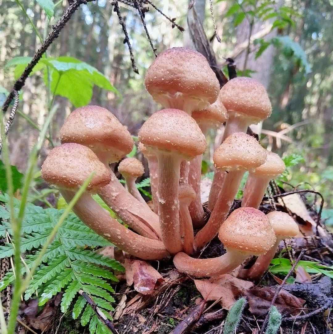 Растут как на дрожжах — Белорусы ринулись в лес за грибами. Какой из районов в этом году отжигает?