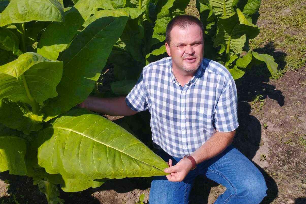 Сотрудник Института НАН Беларуси с "белорусским сигарным" табаком