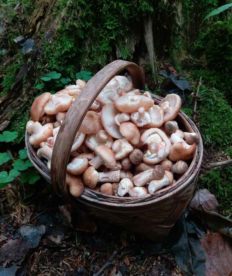 Растут как на дрожжах — Белорусы ринулись в лес за грибами. Какой из районов в этом году отжигает?