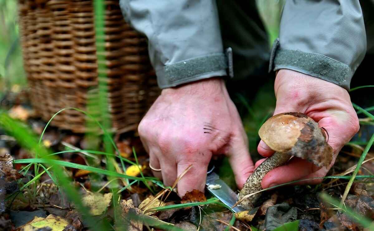 "Им хоть бы хны, бессмертные" - Белорусские грибники показали, что собирают в лесах, невзирая на засуху