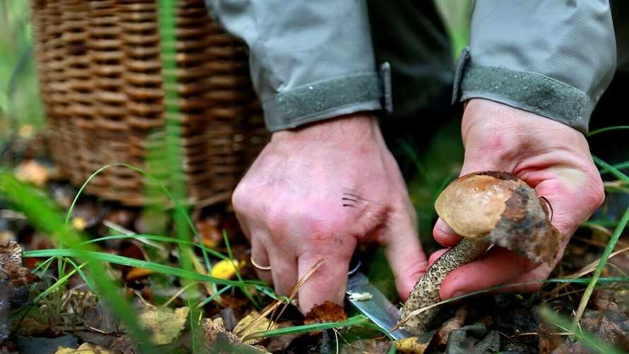 "Им хоть бы хны, бессмертные" - Белорусские грибники показали, что собирают в лесах, невзирая на засуху