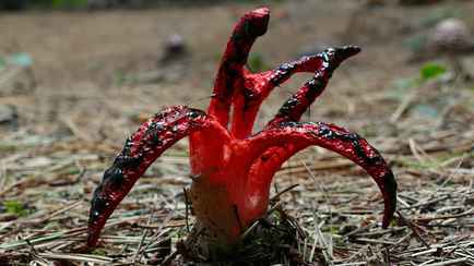 Этот гриб пахнет как гниющее мясо, а выглядит как инопланетное существо. Где растет в Беларуси и можно ли его есть?