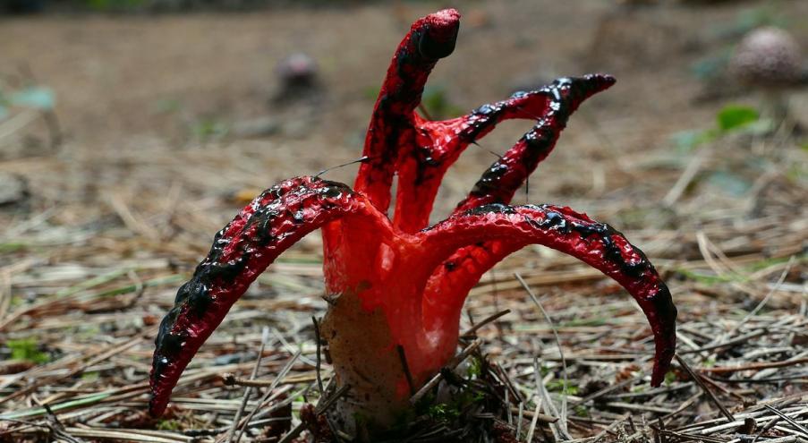 Речь идет об Антурус Арчере (Clathrus archeri) —