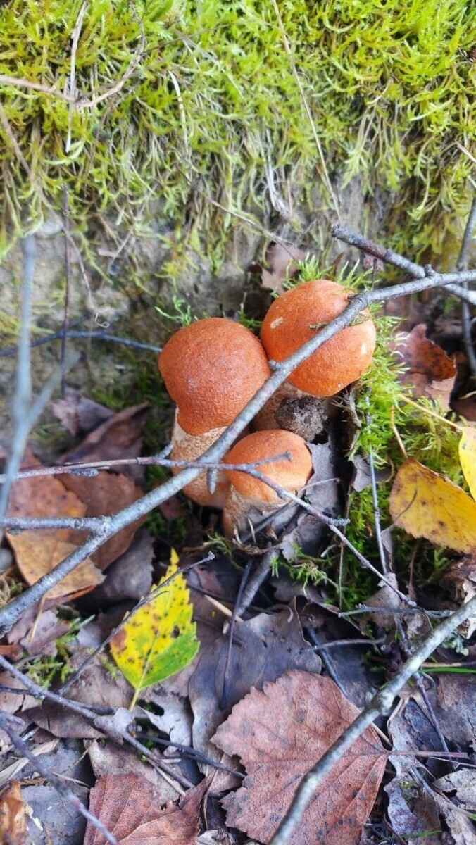 Как Луна влияет на рост грибов? Обратите внимание на эти 2 фактора, чтобы принести домой целые корзины