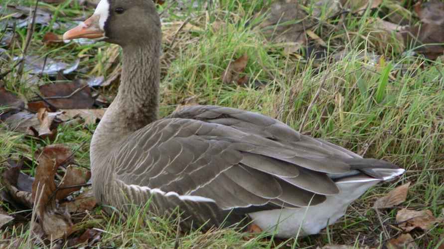 Так выглядит белолобый гусь