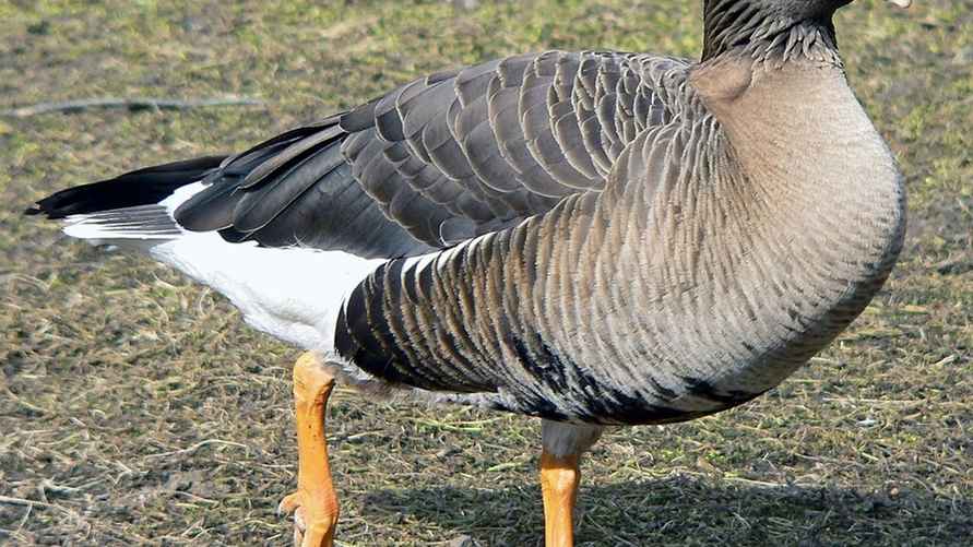 А вот так выглядит гусь пискулька