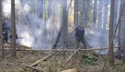 На польском участке Беловежской пущи рядом с границей Беларуси произошёл пожар