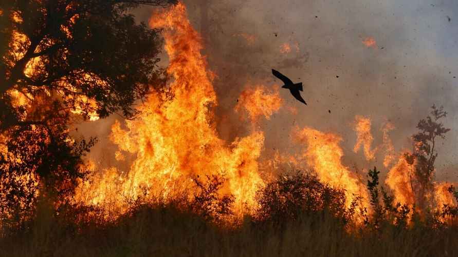 "Всесожжения". Фото: Дэвид Джексон
