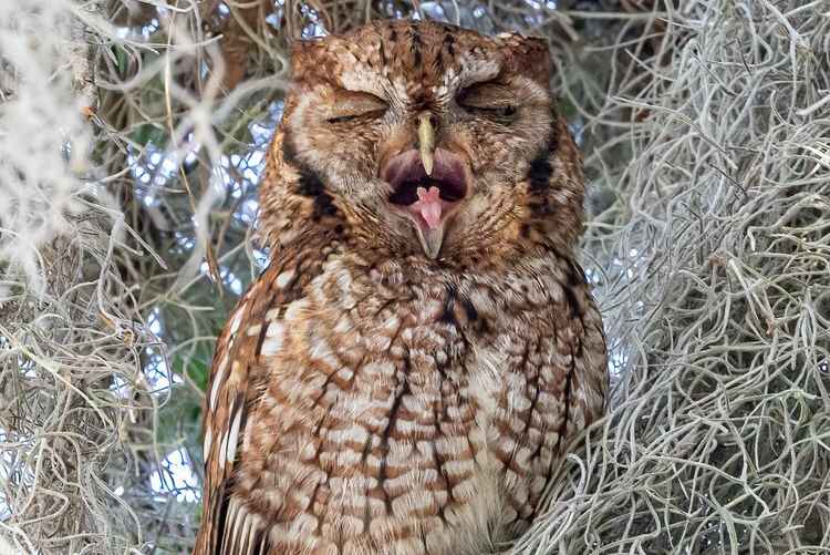 "Оперная сова". Фото: Лоррейн Сниппер