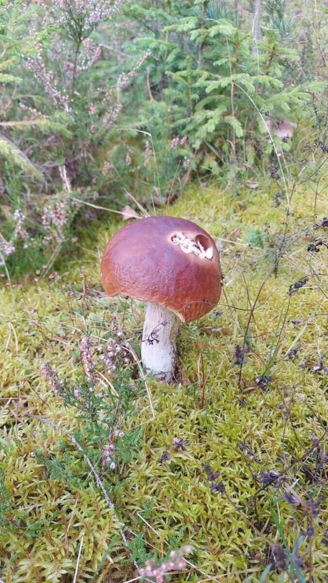 Как Луна влияет на рост грибов? Обратите внимание на эти 2 фактора, чтобы принести домой целые корзины