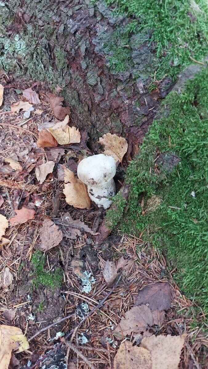 Как Луна влияет на рост грибов? Обратите внимание на эти 2 фактора, чтобы принести домой целые корзины