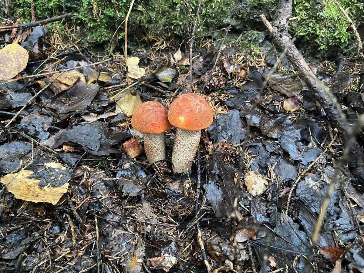 Белорусские грибники объявили Дни подосиновика. Где берут вёдрами, а где только трудовые на сушку?