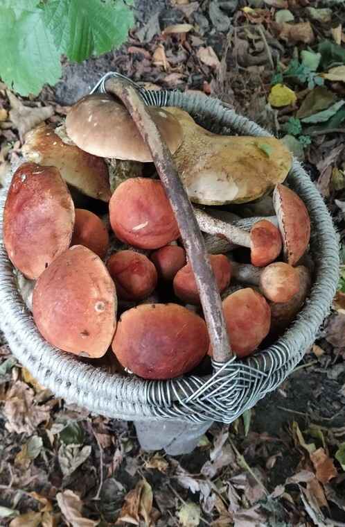 Растут как на дрожжах — Белорусы ринулись в лес за грибами. Какой из районов в этом году отжигает?