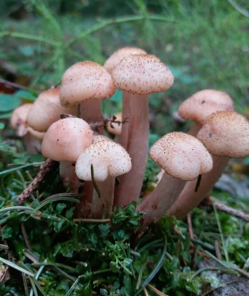 Растут как на дрожжах — Белорусы ринулись в лес за грибами. Какой из районов в этом году отжигает?