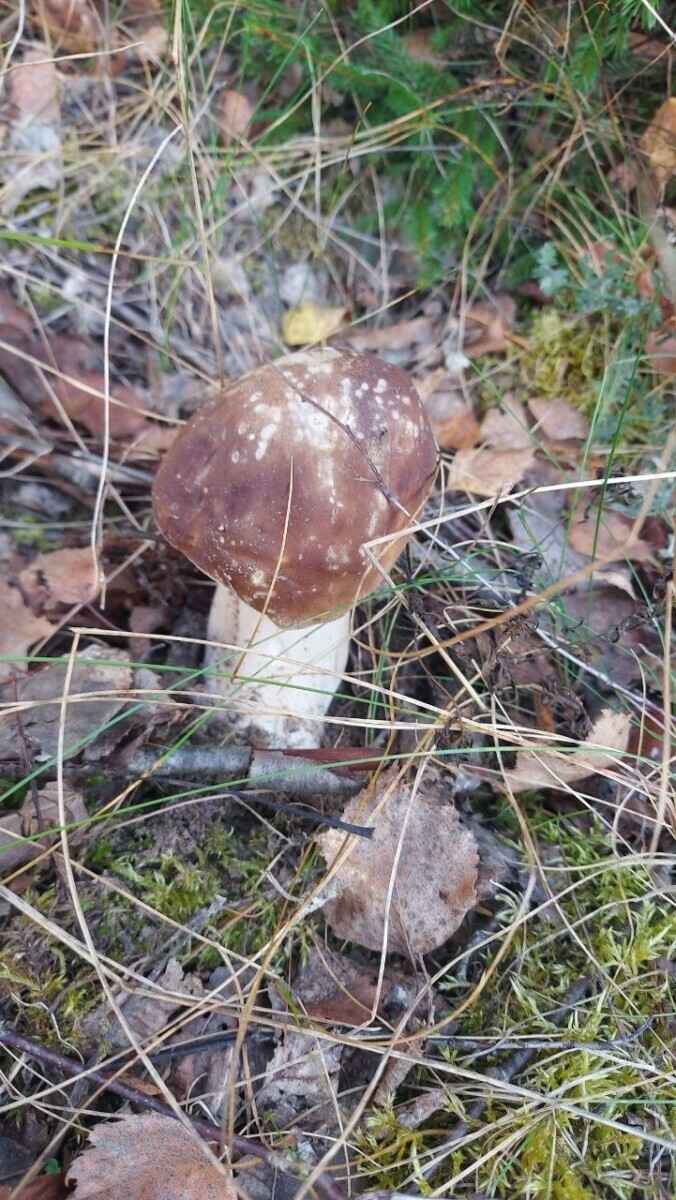 Как Луна влияет на рост грибов? Обратите внимание на эти 2 фактора, чтобы принести домой целые корзины