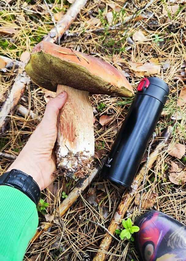 Растут как на дрожжах — Белорусы ринулись в лес за грибами. Какой из районов в этом году отжигает?