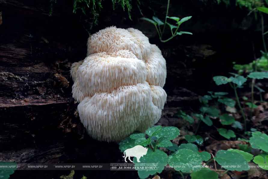 В Беларуси нашли редкий мохнатый гриб-львиная грива. Можно ли его есть?