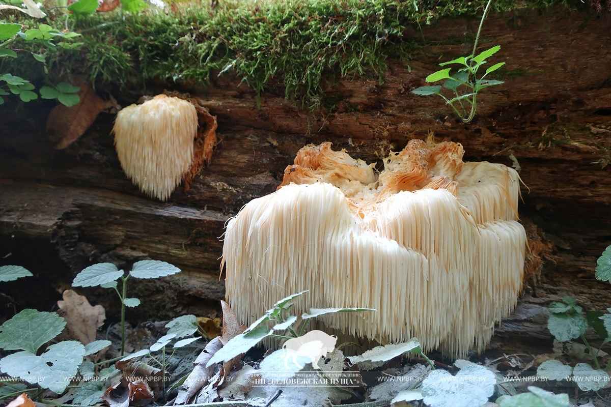 В Беларуси нашли редкий мохнатый гриб-львиная грива. Можно ли его есть?