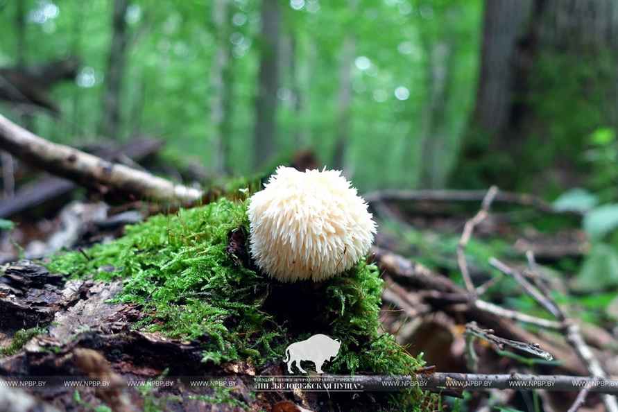 В Беларуси нашли редкий мохнатый гриб-львиная грива. Можно ли его есть?
