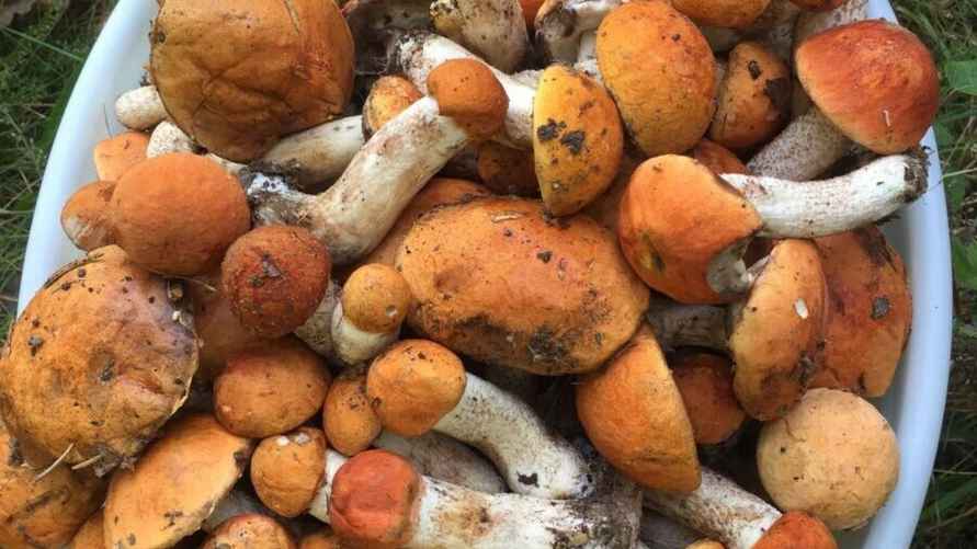 Фото: паблик "Грибы: Грибные войска Беларуси"