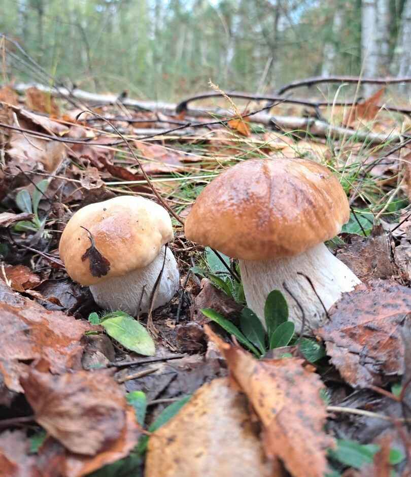 Растут как на дрожжах — Белорусы ринулись в лес за грибами. Какой из районов в этом году отжигает?