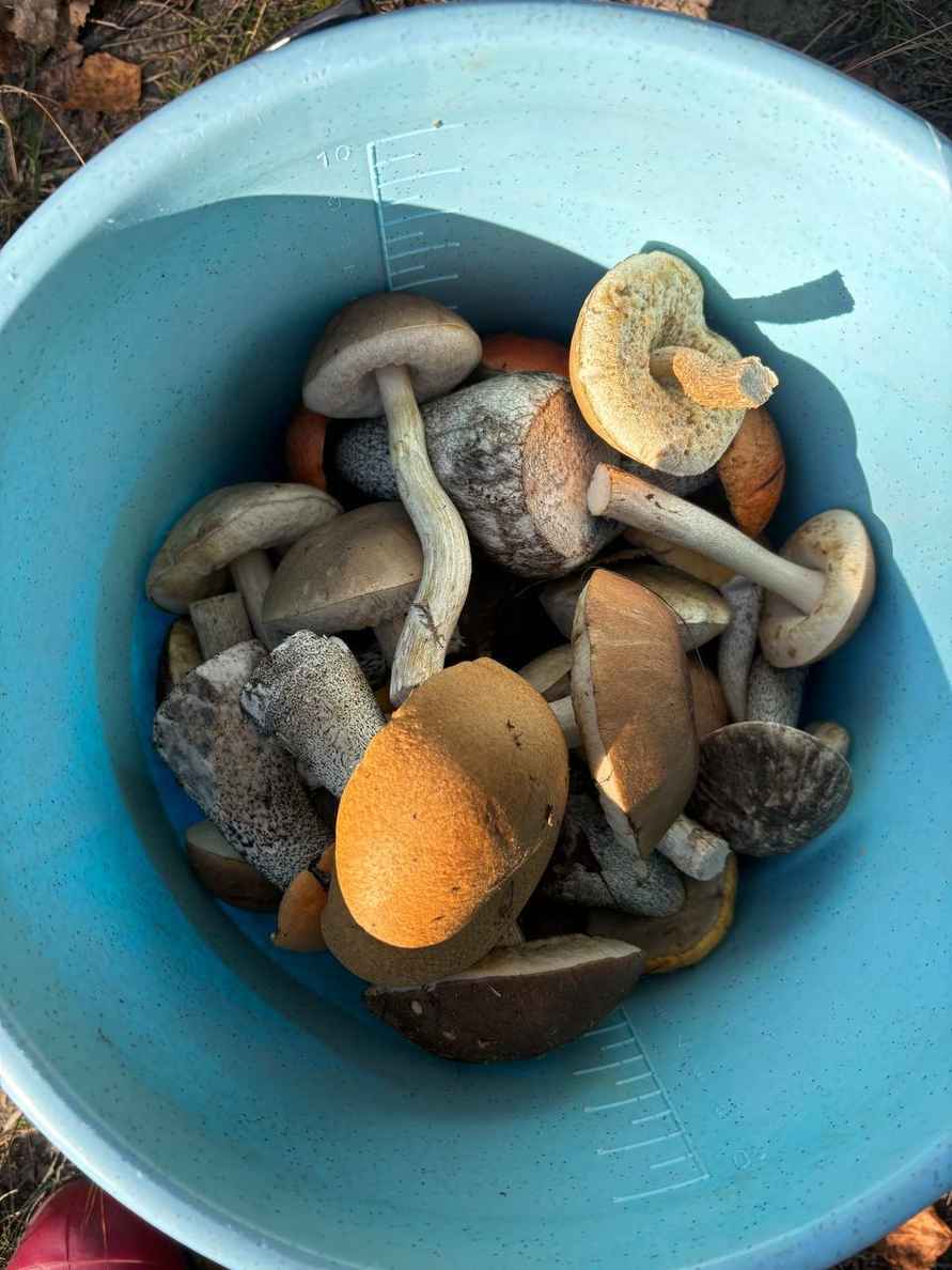 «Мало, зато все идеальные» - Белорусы похвастались корзинками белых и подосиновиков. Где лес «просыпается после глобальной засухи»?