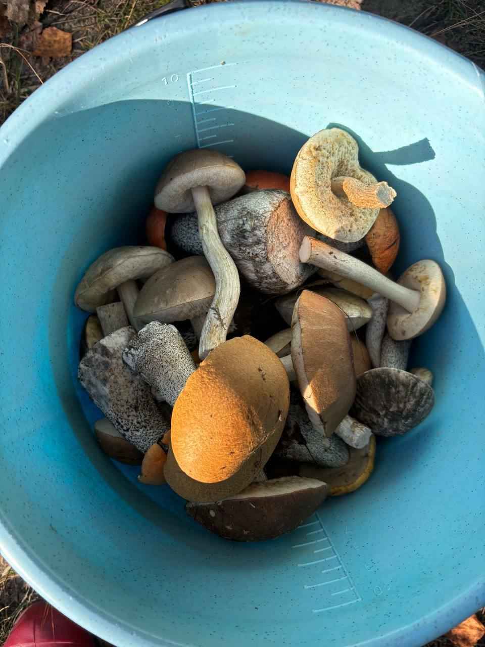 «Мало, зато все идеальные» - Белорусы похвастались корзинками белых и подосиновиков. Где лес «просыпается после глобальной засухи»?