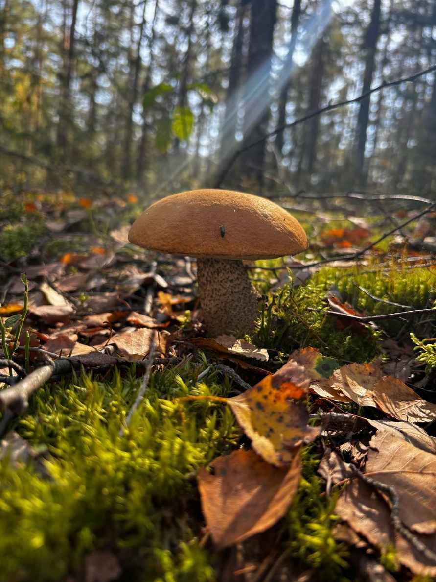 «Мало, зато все идеальные» - Белорусы похвастались корзинками белых и подосиновиков. Где лес «просыпается после глобальной засухи»?