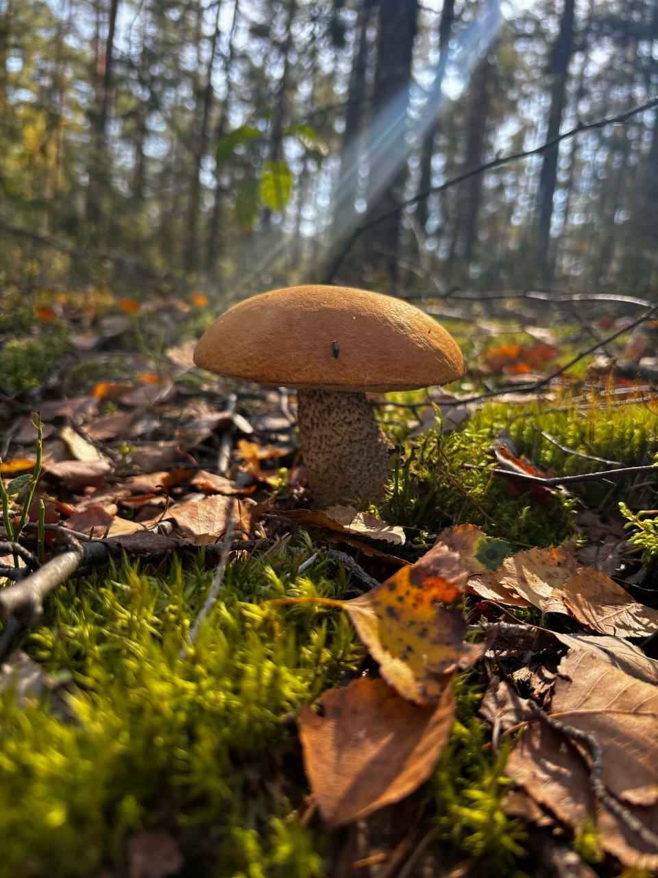 «Мало, зато все идеальные» - Белорусы похвастались корзинками белых и подосиновиков. Где лес «просыпается после глобальной засухи»?