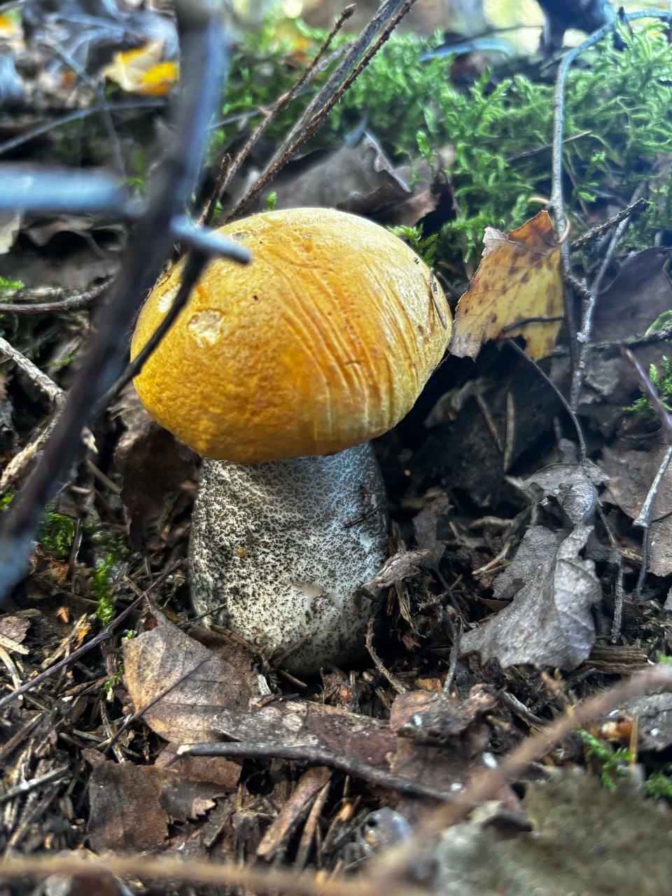 «Мало, зато все идеальные» - Белорусы похвастались корзинками белых и подосиновиков. Где лес «просыпается после глобальной засухи»?