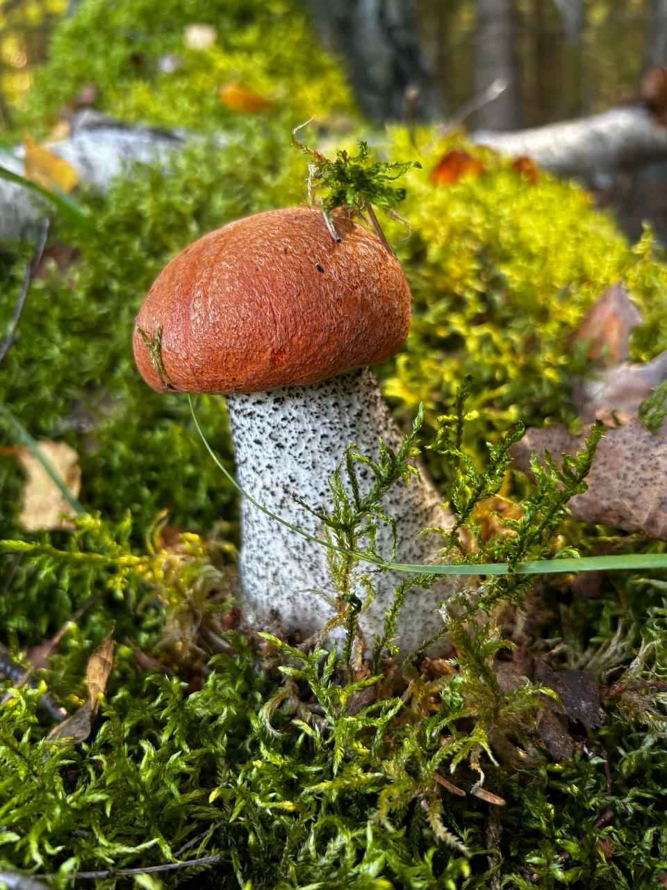 «Мало, зато все идеальные» - Белорусы похвастались корзинками белых и подосиновиков. Где лес «просыпается после глобальной засухи»?