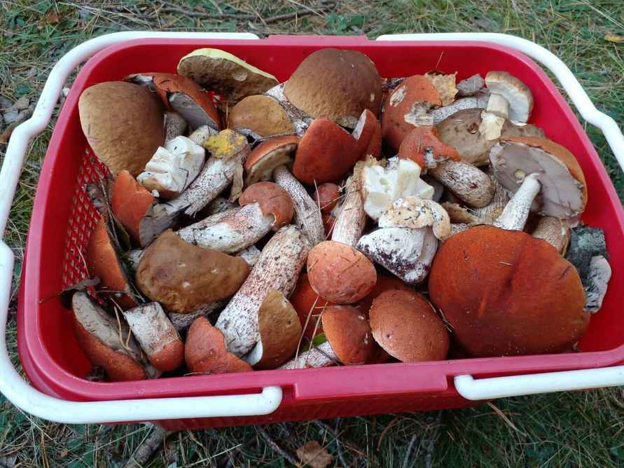 «Мало, зато все идеальные» - Белорусы похвастались корзинками белых и подосиновиков. Где лес «просыпается после глобальной засухи»?