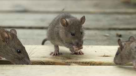 Эти 3 натуральных средства защитят дом от осеннего нашествия крыс. Куда насыпать перец?