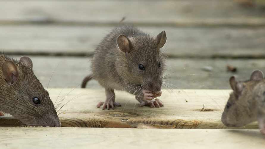 Эти 3 натуральных средства защитят дом от осеннего нашествия крыс. Куда насыпать перец?