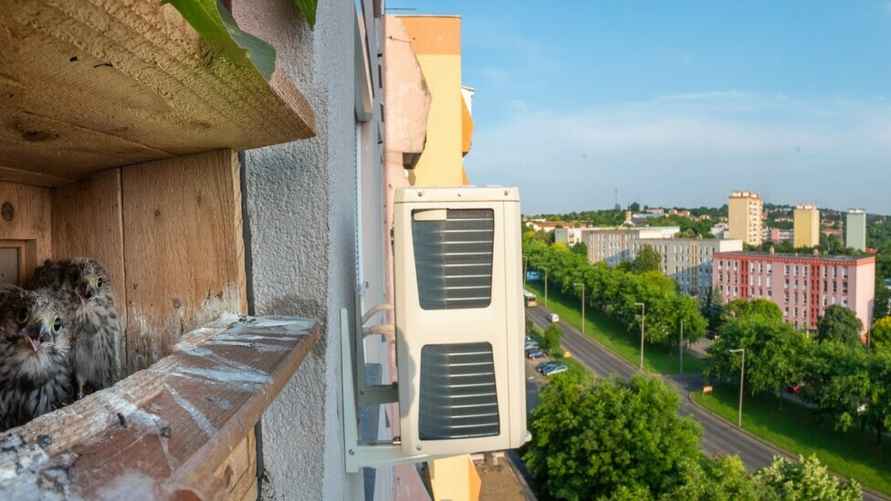 «Квартира». Фото: Бальтизар Сюч