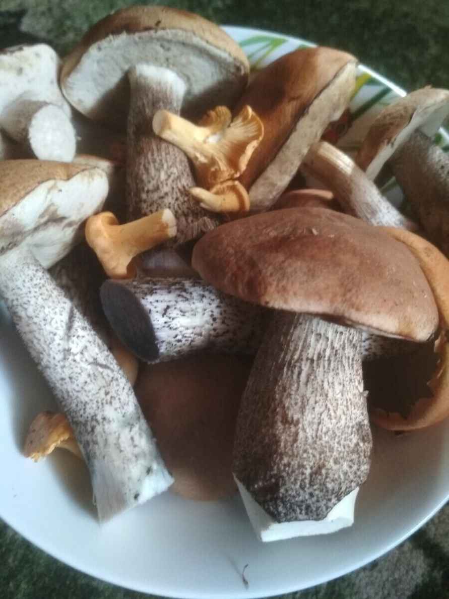 «Мало, зато все идеальные» - Белорусы похвастались корзинками белых и подосиновиков. Где лес «просыпается после глобальной засухи»?