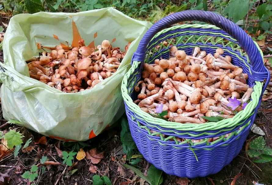 Растут как на дрожжах — Белорусы ринулись в лес за грибами. Какой из районов в этом году отжигает?