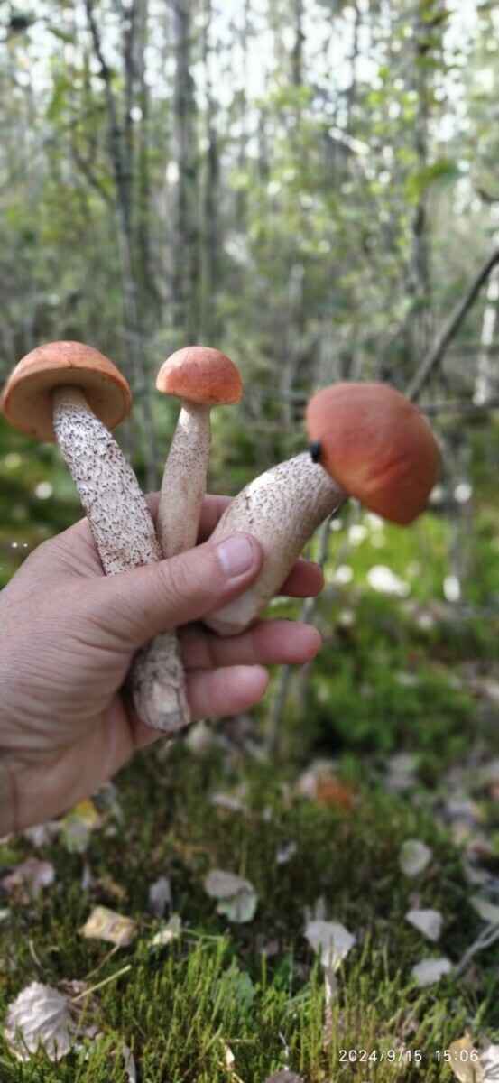 Белорусские грибники объявили Дни подосиновика. Где берут вёдрами, а где только трудовые на сушку?