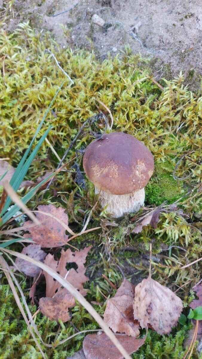 Как Луна влияет на рост грибов? Обратите внимание на эти 2 фактора, чтобы принести домой целые корзины