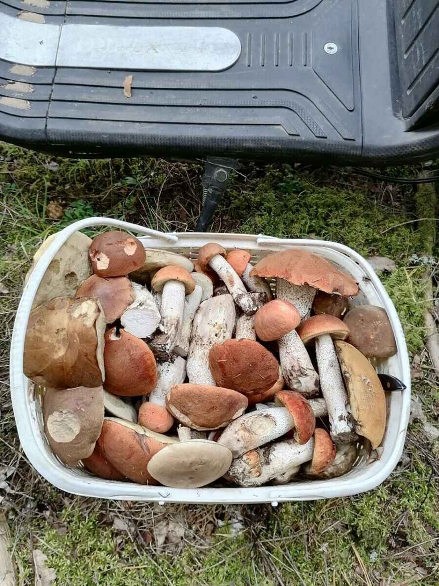 «Мало, зато все идеальные» - Белорусы похвастались корзинками белых и подосиновиков. Где лес «просыпается после глобальной засухи»?