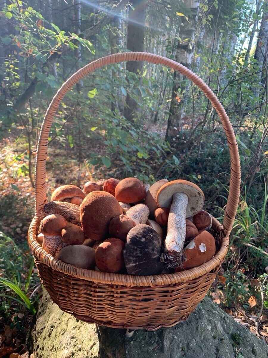 «Мало, зато все идеальные» - Белорусы похвастались корзинками белых и подосиновиков. Где лес «просыпается после глобальной засухи»?