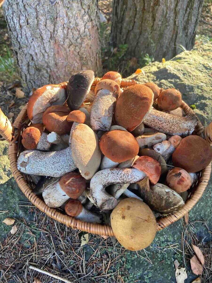 «Мало, зато все идеальные» - Белорусы похвастались корзинками белых и подосиновиков. Где лес «просыпается после глобальной засухи»?