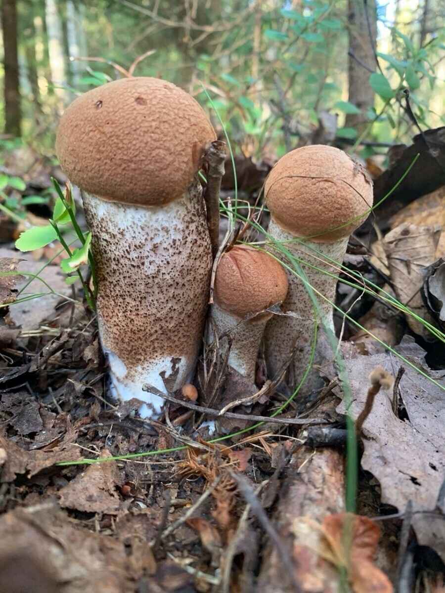 «Мало, зато все идеальные» - Белорусы похвастались корзинками белых и подосиновиков. Где лес «просыпается после глобальной засухи»?