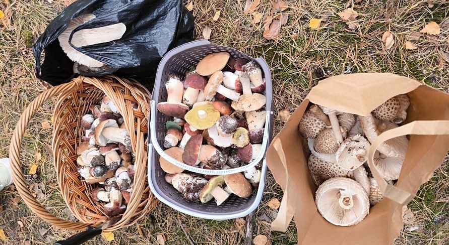 Растут как на дрожжах — Белорусы ринулись в лес за грибами. Какой из районов в этом году отжигает?