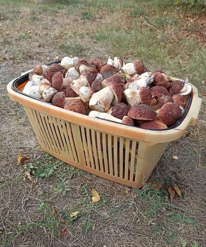 Растут как на дрожжах — Белорусы ринулись в лес за грибами. Какой из районов в этом году отжигает?